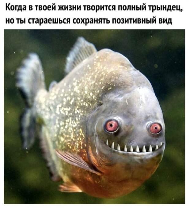 www.vsyako.net