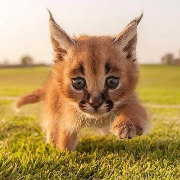 Baby Caracals