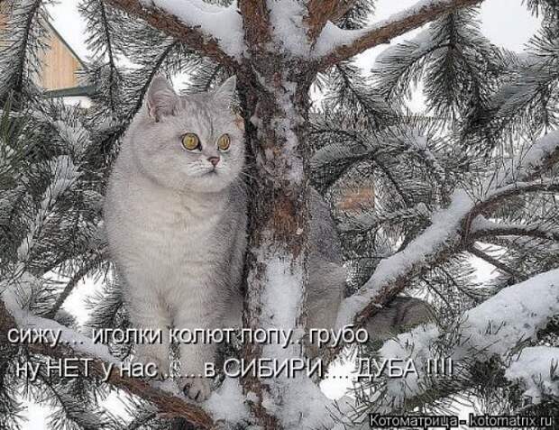 Свежая котоматрица на Бугаге (33 фото)