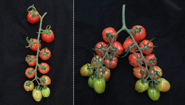 Редактирование генов заставило работать скрытый потенциал томатов, сделав их высокоурожайными