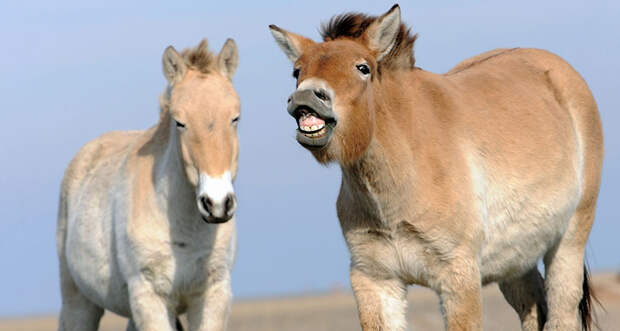 Przewalski’s horses 