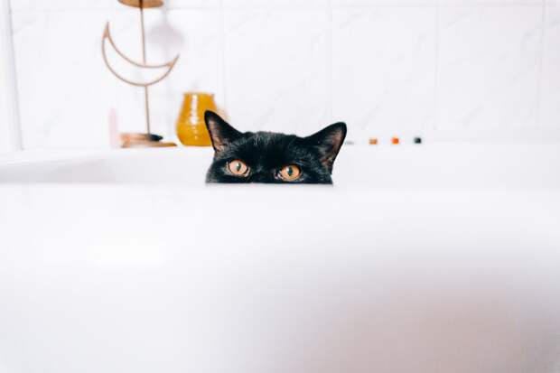 кот