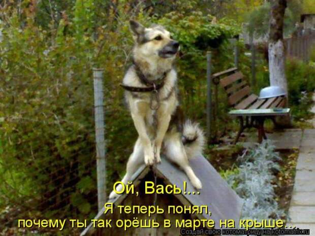 Лучшие котоматрицы недели (50 фото)