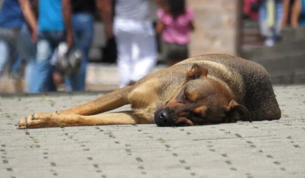 Догхантер Кулагин раскритиковал лояльность законодательства к бродячим собакам 
