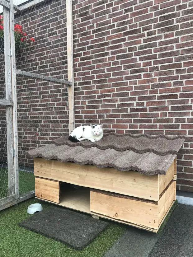 Семья так хотела взять бездомную кошку, что даже построила ей собственный дом