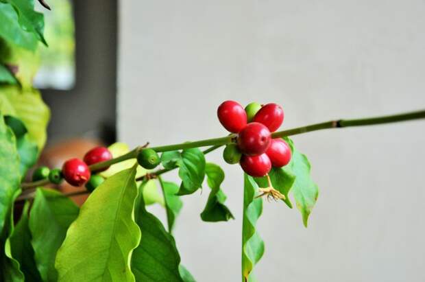 Кофейное дерево - неприхотливое и благодарное растение Цветы, Хобби, Комнатные растения, Длиннопост, Экзотические растения, Цветоводство