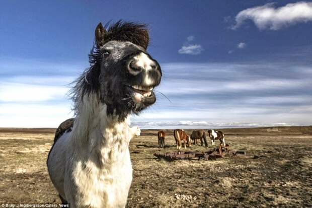 Дикие лошади Исландии в игривом настроении животные фотографии, лошадь
