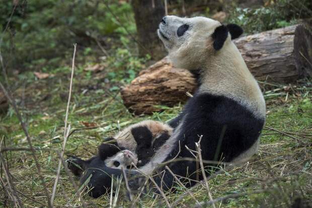 Как разводят панд в Китае