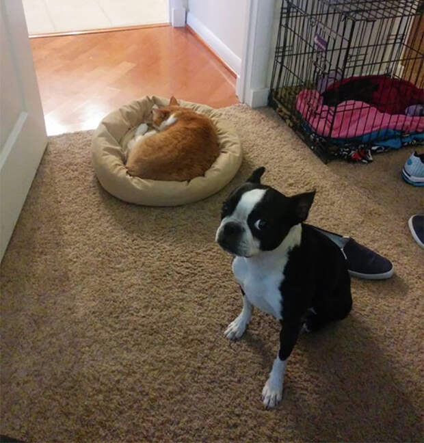 cats-stealing-dog-beds-27-57e10018ad9a7__700