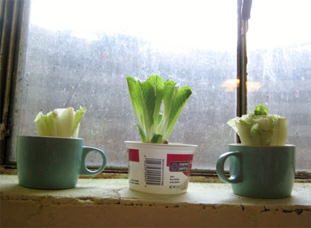 romaine-lettuce