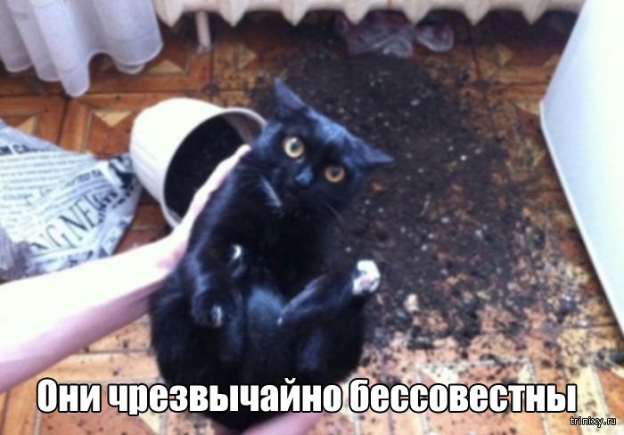 Вещи, которые до боли знакомы всем кошатникам (20 фото)