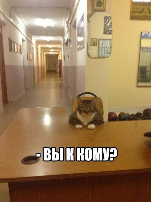 Смешные картинки с надписями прикол, юмор