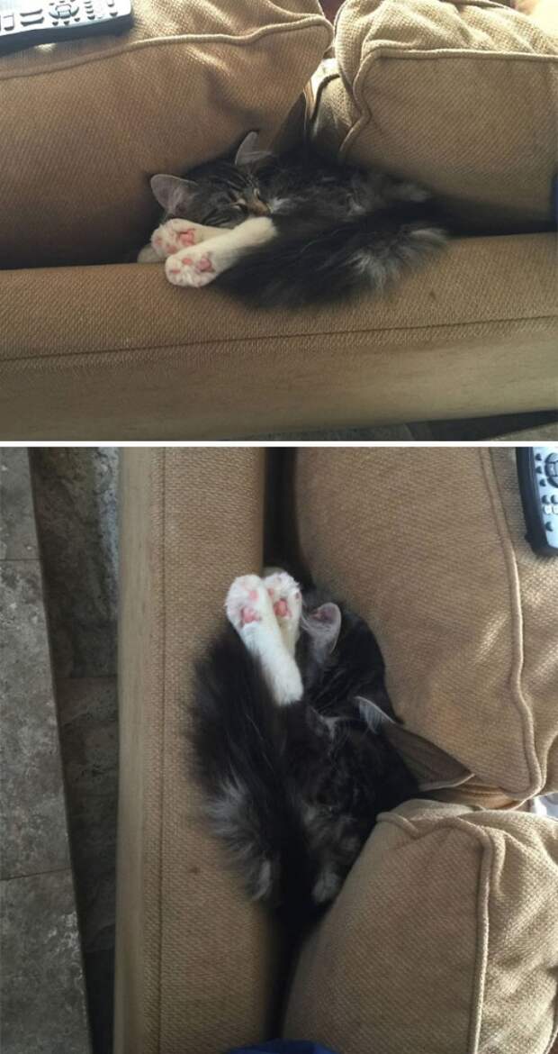 This Happened To My 5-Month-Old Maine Coon. She Committed To Falling Asleep In That Position As She Fell Further Down