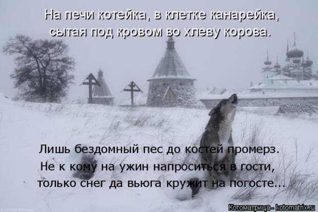 Забавные животные (50 фото)