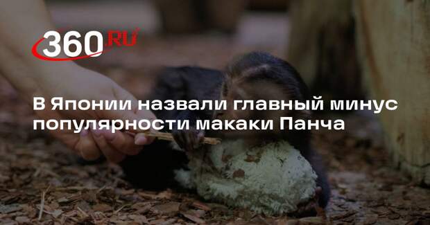 Глава зоопарка Итикава: популярность Панча привела к стрессу макак