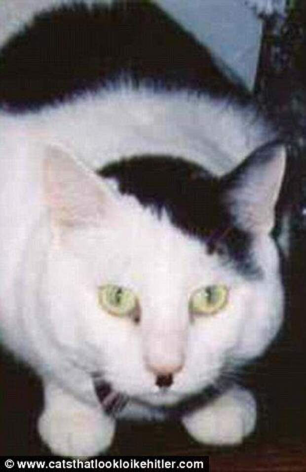 Мяосиф, Meowseph, кот двойник Сталина, кот похожий на Сталина, кошачья версия Сталина