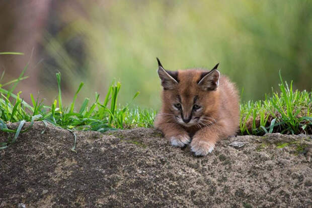 Baby Caracals