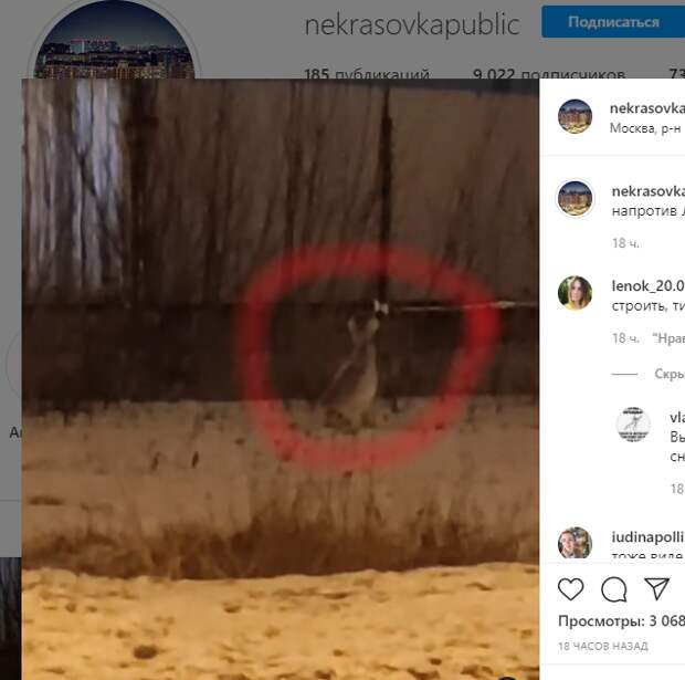 Дикий заяц решил «заправиться» на Покровской