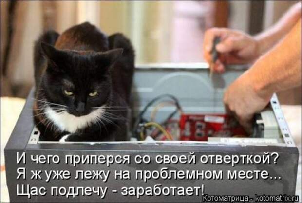 Новая котоматрица для всех (33 фото)