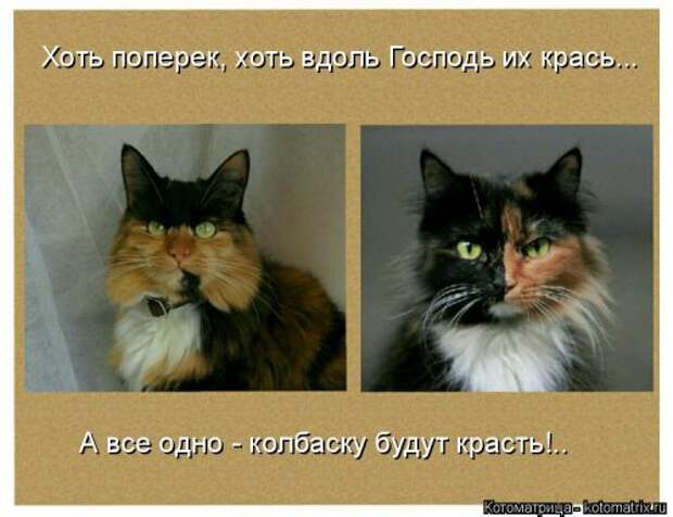 Свежая котоматрица на Бугаге (37 фото)