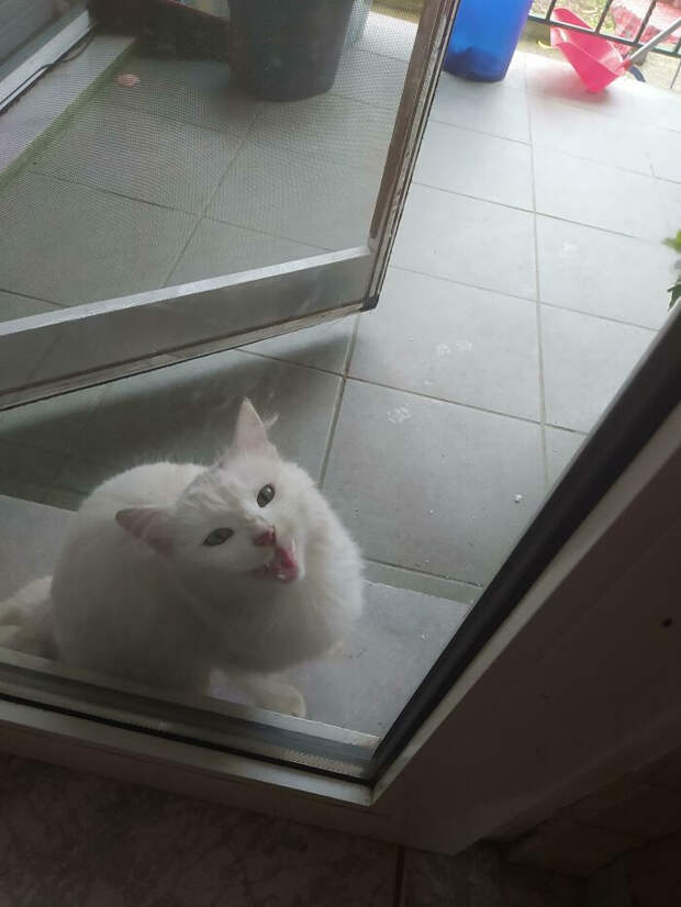 Снимки котиков, которые содержат в себе звук