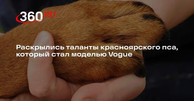 Норильский пес-звезда Vogue умеет танцевать