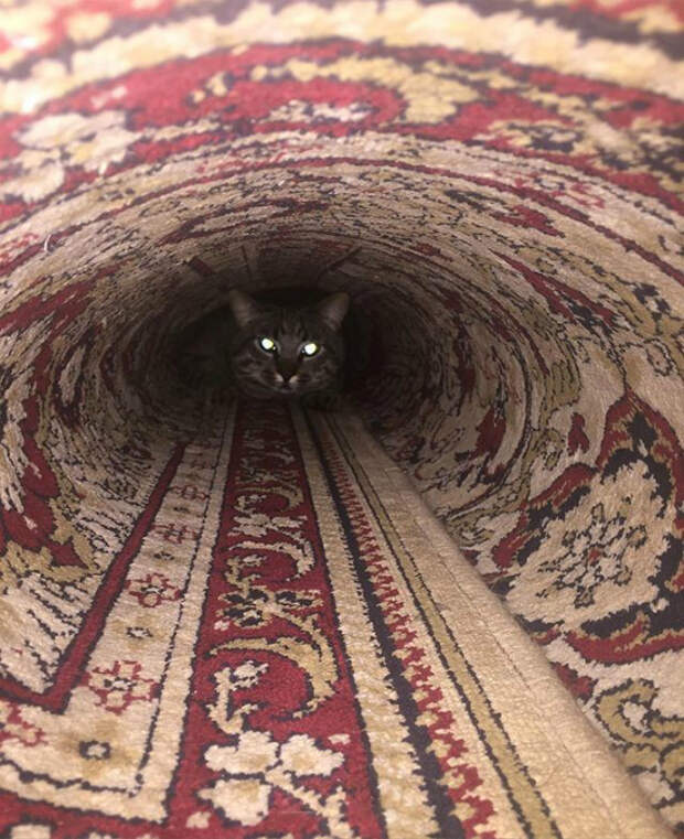 Ковровый ролл с котом. Ковровый ролл с котом.