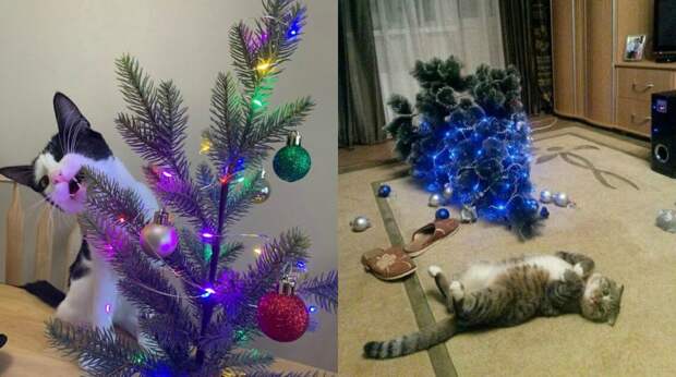 Коты против елок: рождественский сезон 2020 объявляется открытым!