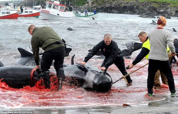 Побережье Дании снова окрасилось в красное во время ежегодного убийства дельфинов атлантика, в мире, дания, дельфины, животные, массовое убийство дельфинов