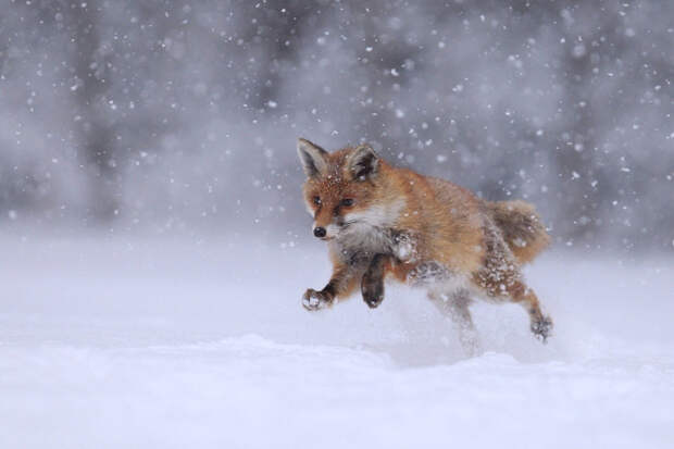 Лисица. Автор фото: Елена Кучинкова 500px, дикая природа, животные, красиво, фотографии