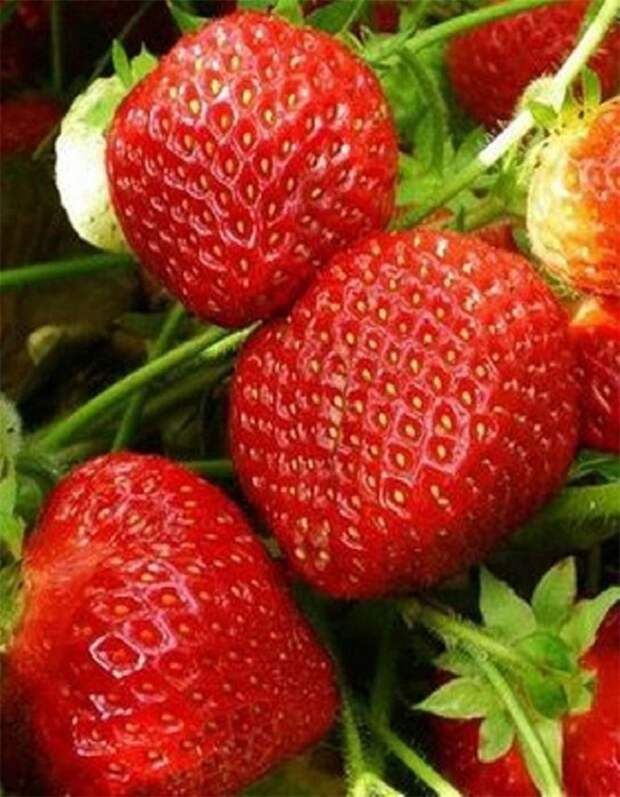 Садовая земляника - одна из самых популярных ягодных культур, которую выращивают практически в каждом саду. Но далеко не все сорта отличаются одинаково высокой урожайностью.-4