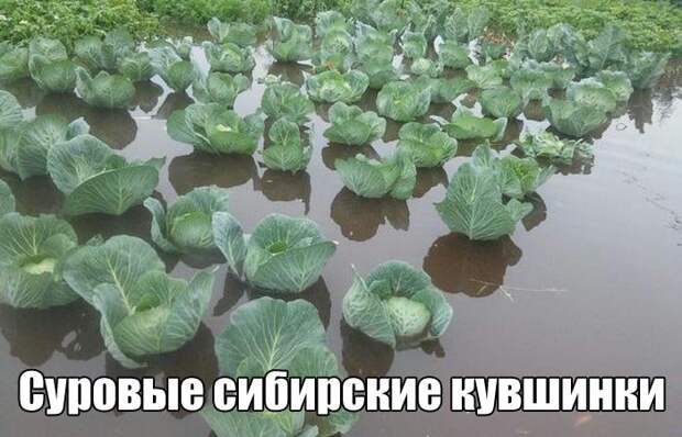 Прикольная фотоподборочка