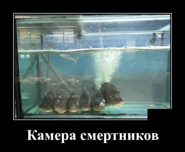 Демотиваторы (30 фото)