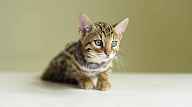 asianleopard2-610x340