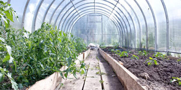 Белокрылка