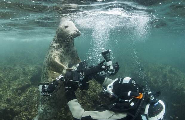 Тюлень пытался украсть у дайвера камеру, а в итоге получились эти потрясные фото животные, камера, милота, под водой, тюлень