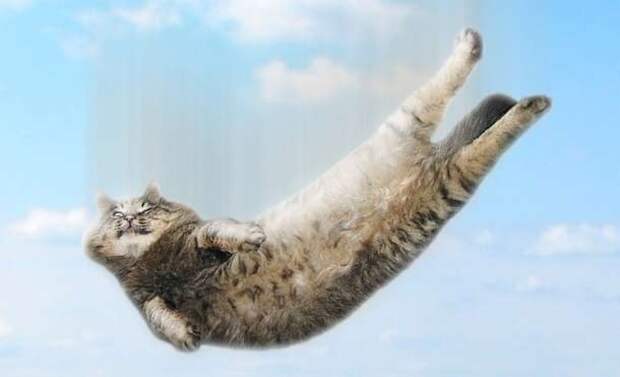 catfalling2-610x371