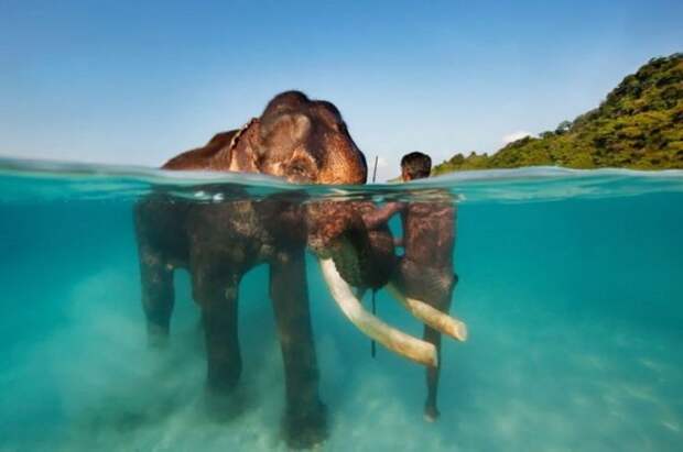 Совместное купание слона и его смотрителя Назрула на острове Хейвлок, Индия.