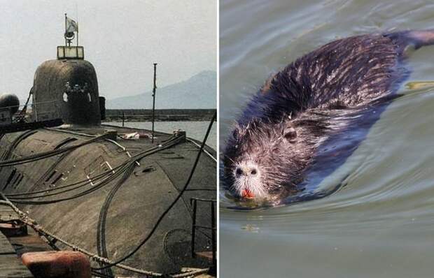 Крысы на советских субмаринах: откуда брались и как с ними боролись