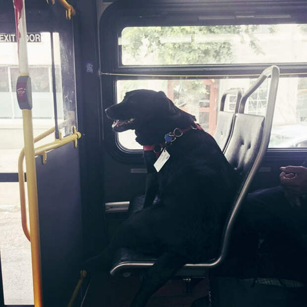 В Сиэтле на автобусном маршруте D можно встретить необычно мохнатого пассажира пес, самостоятельность, сиэтл, собака - улыбака, собаки, удивительные животные, умная собака, умные животные