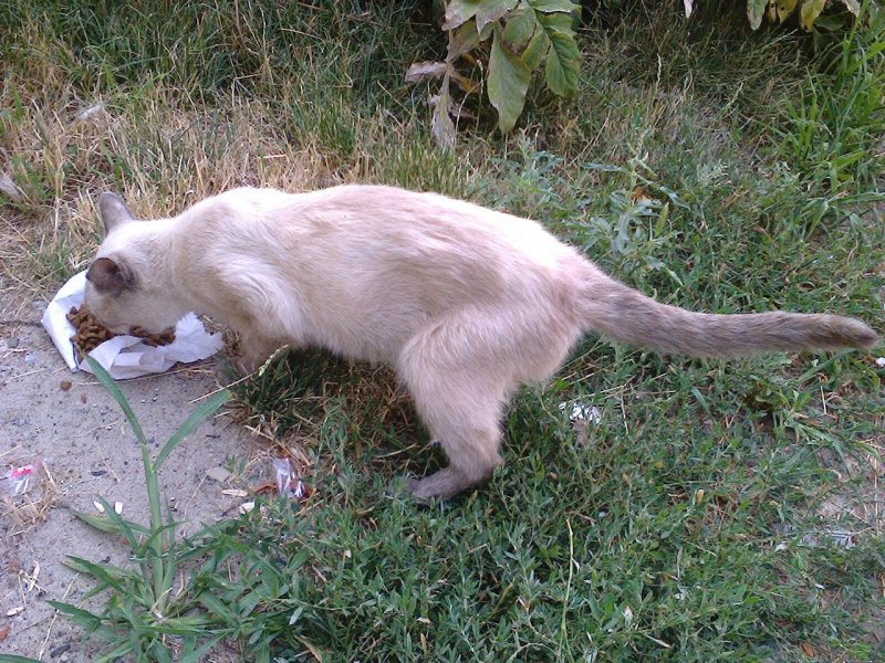 Исхудавшая кошка бегала за прохожими, беззвучно открывая рот кот, кошка, порода, приют, тайская кошка