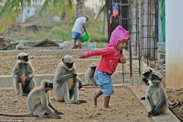 Современный Маугли: в Индии двухлетний мальчик подружился со стаей обезьян ynews, Интересное Дети, животные и дети, индия, мартышки, маугли, необычная дружба, обезьяны