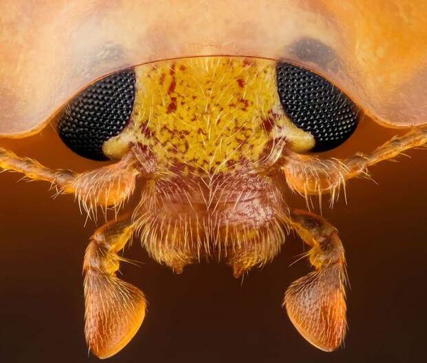 Fifteenth Place. Head Section Of An Orange Ladybird