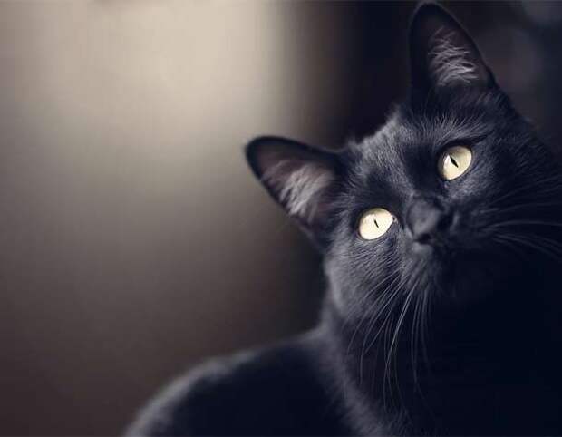 blackcat3-610x475
