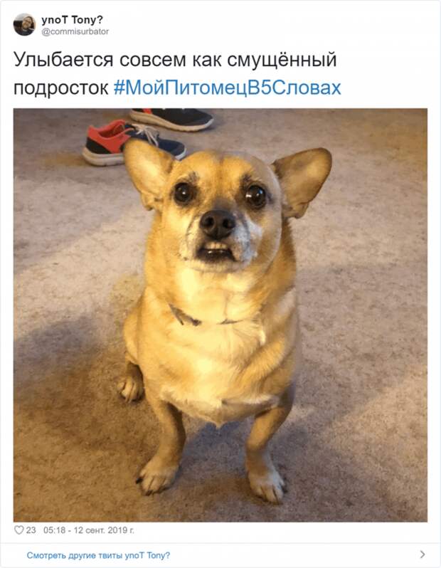 Флешмоб «Мой питомец в пяти словах» Флешмоб «Мой питомец в пяти словах»