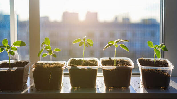 Потом будет поздно: какую рассаду надо обязательно посеять уже в январе