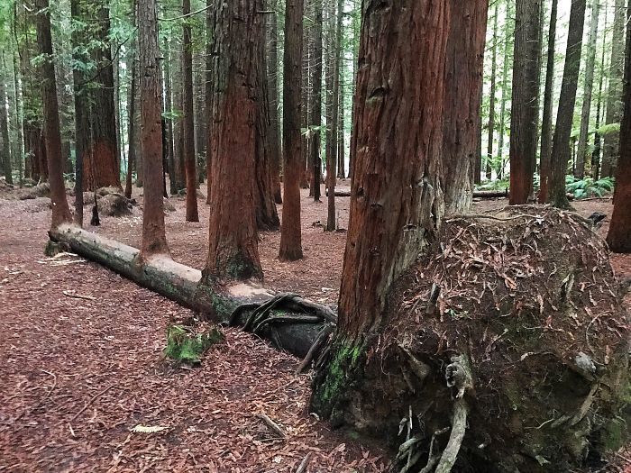 This Tree Fell Over And Grew 4 More Trees Out Of Itself This Tree Fell Over And Grew 4 More Trees Out Of Itself