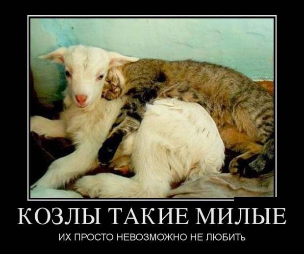Демотиваторы (30 фото)