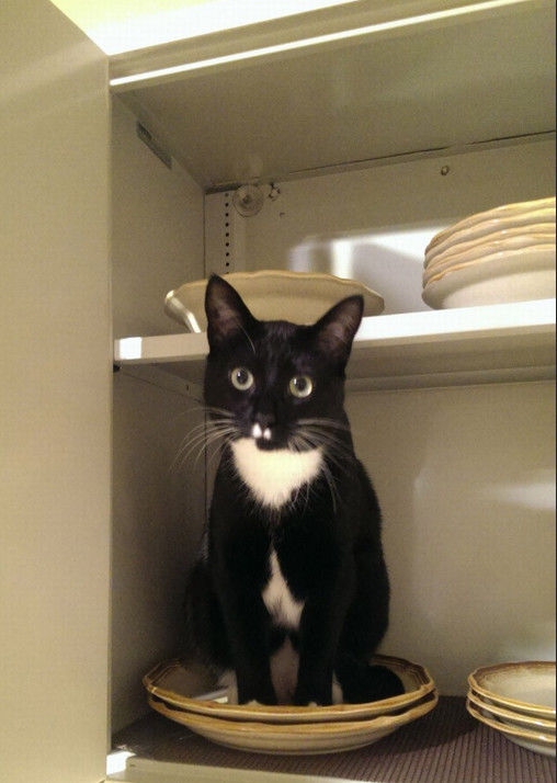 смешные кошки коты, кошки странные места поспать, коты неподходящие места прилечь, кошки выбирают место