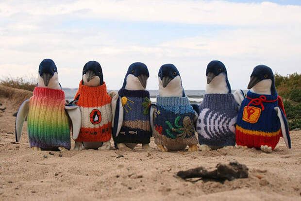Шерстяные свитера не только согревают пингвинов, но и мешают им склёвывать с перьев опасные для их здоровья нефтепродукты.